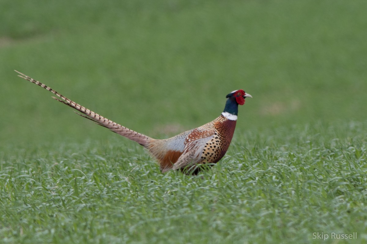 Ring-necked Pheasant - Skip Russell