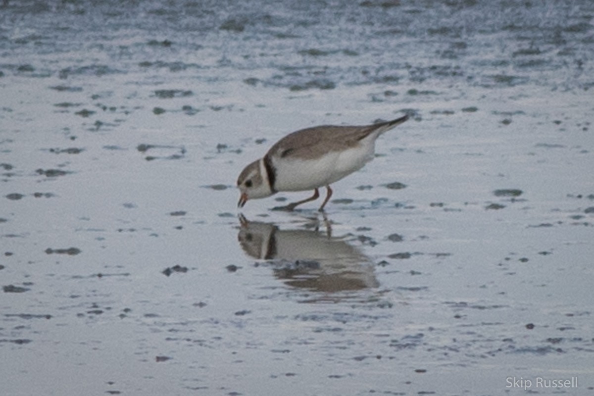 Piping Plover - ML171966291