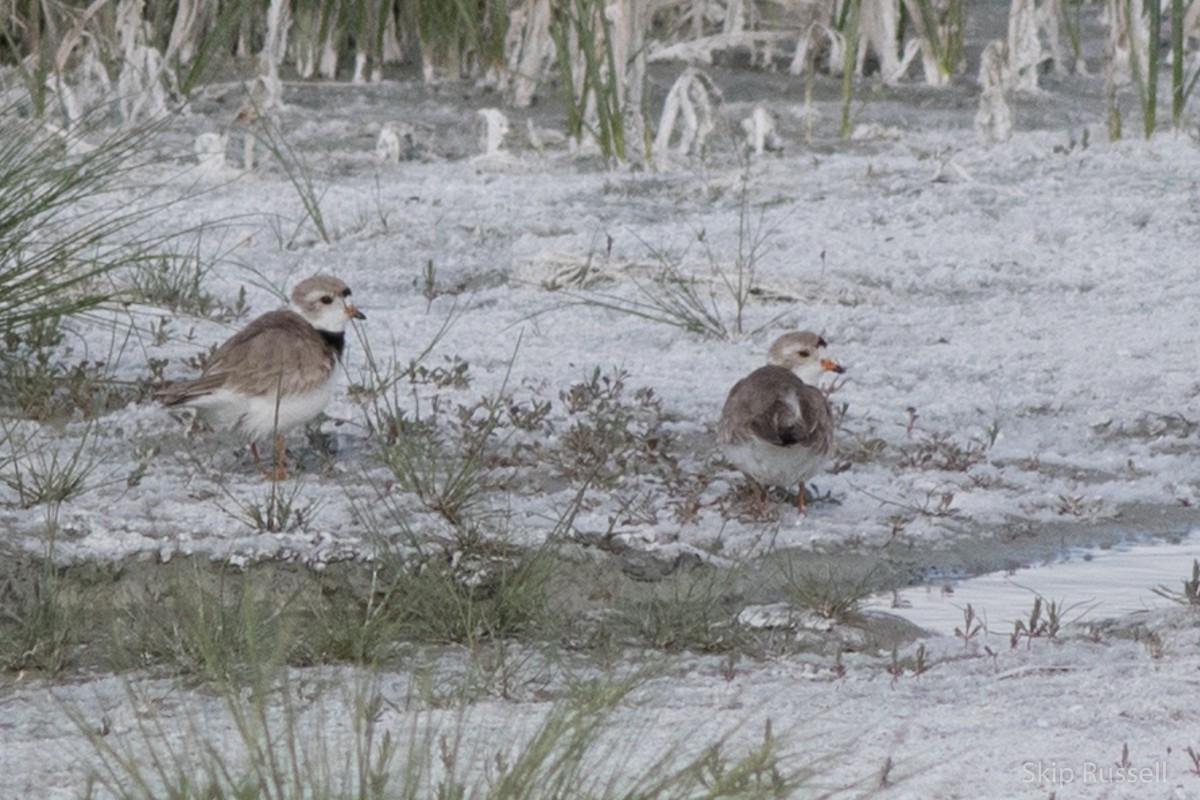 Piping Plover - ML171966301