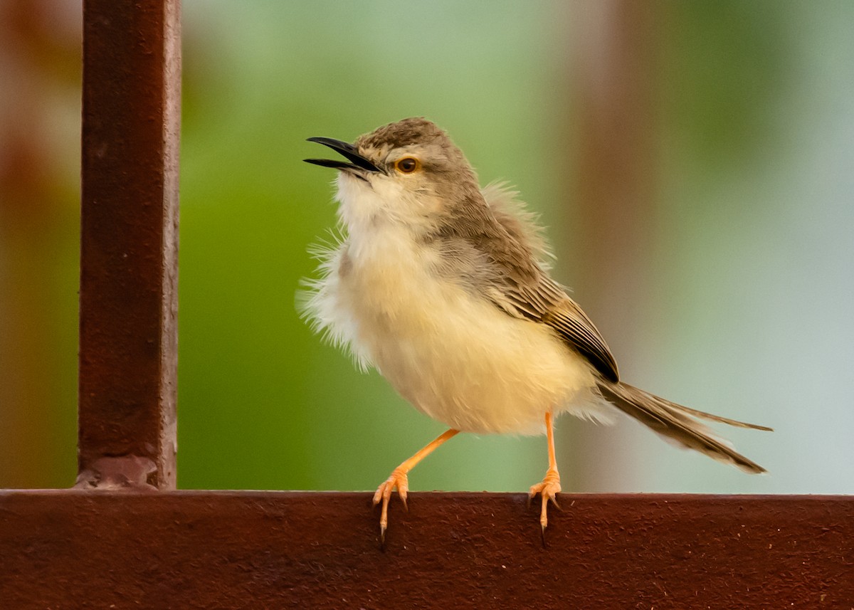 Plain Prinia - ML171966581