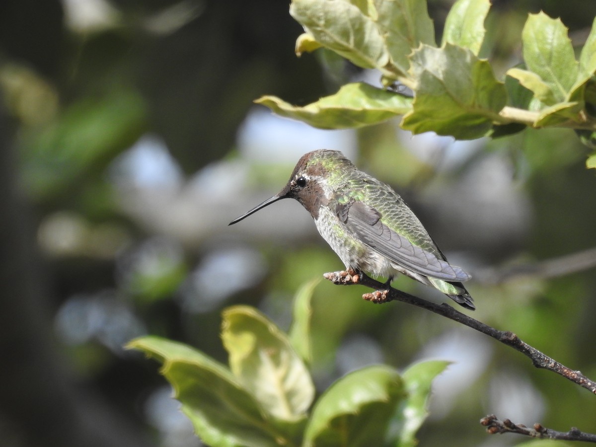 Anna's Hummingbird - ML171968451