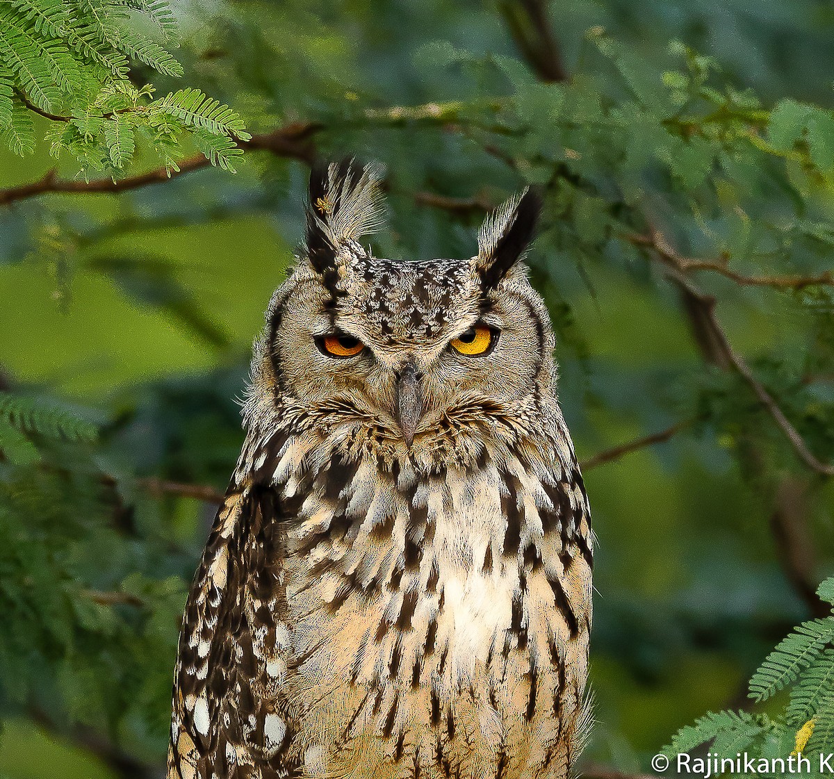 Rock Eagle-Owl - Rajinikanth Kasthuri