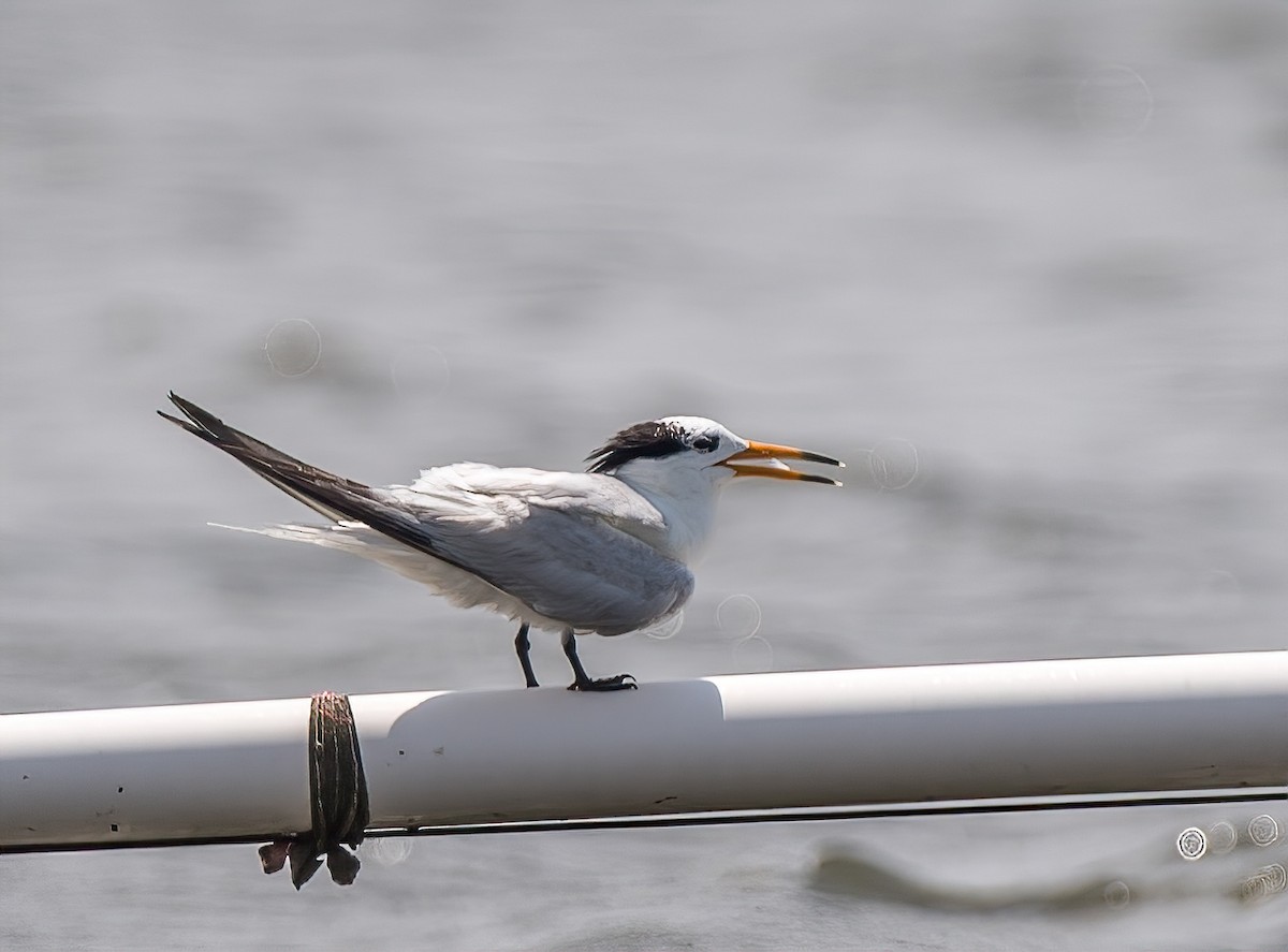 Chinese Crested Tern - ML171972551