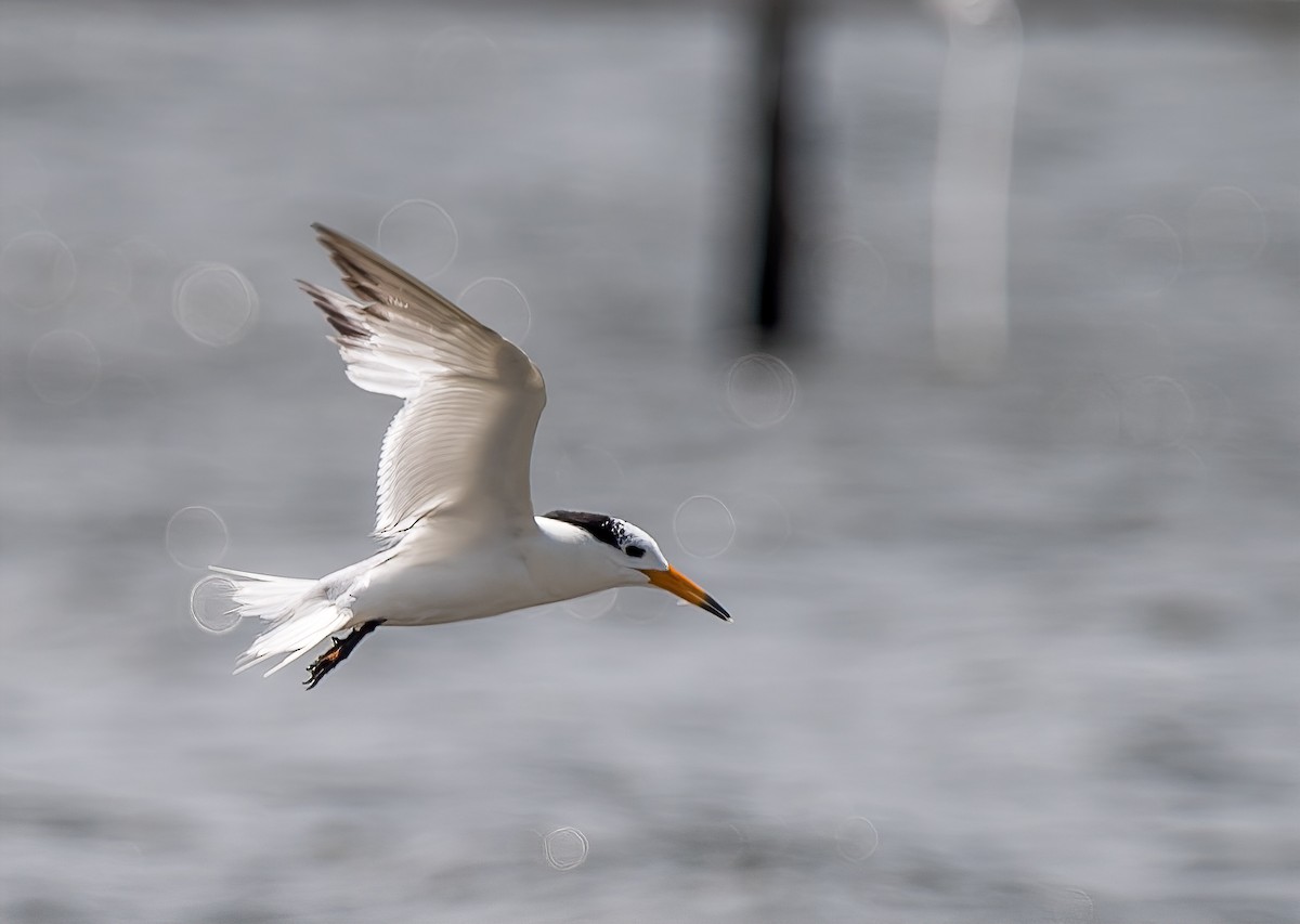 Chinese Crested Tern - ML171972561
