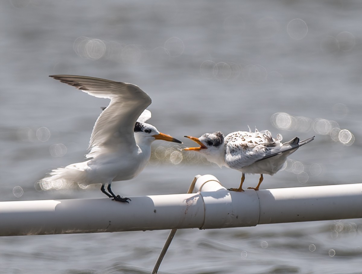 Chinese Crested Tern - ML171972571