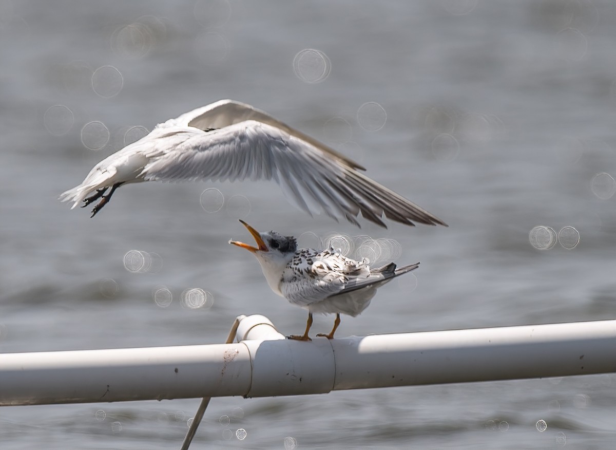 Chinese Crested Tern - ML171972581