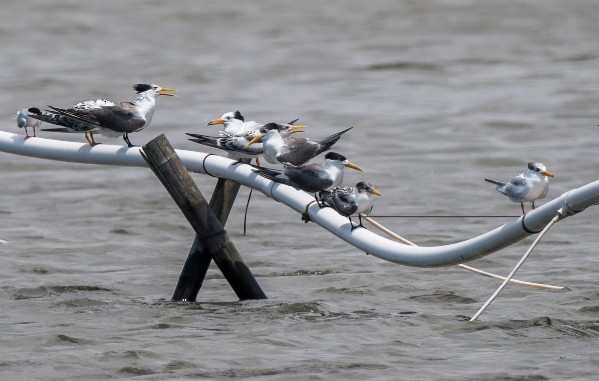 Chinese Crested Tern - ML171972591