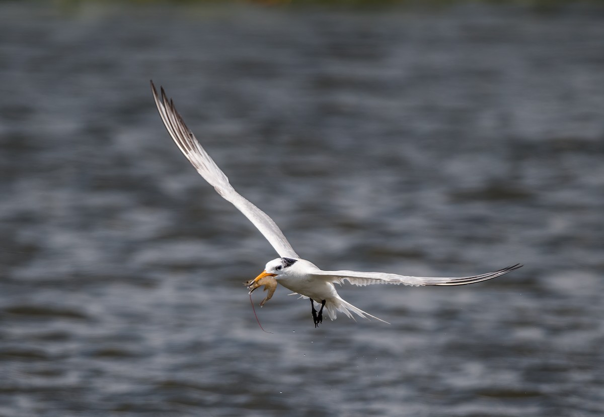 Chinese Crested Tern - ML171972601