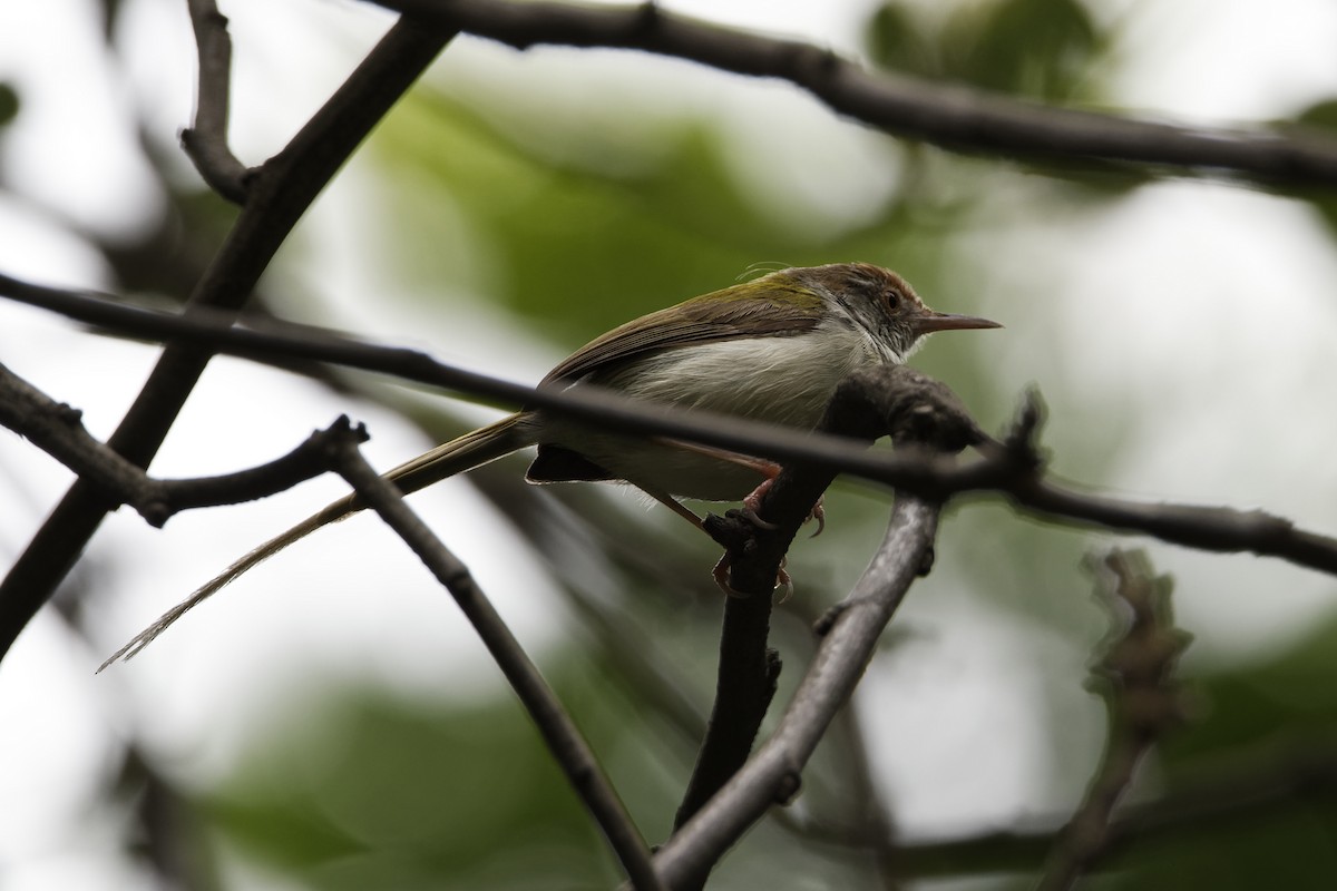 Common Tailorbird - Debasish Tapna