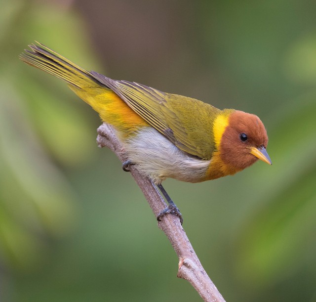 Rufous-headed Tanager - eBird