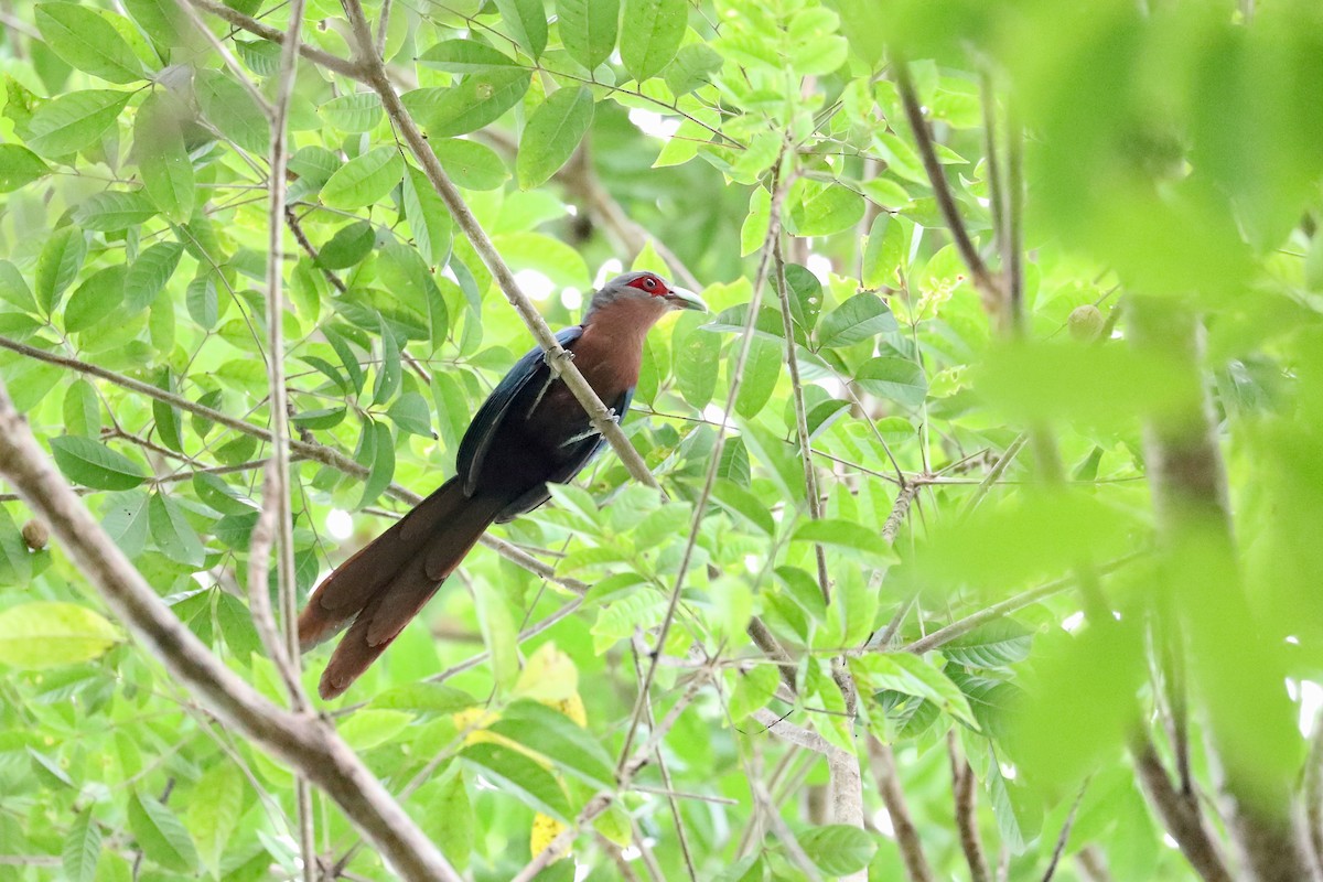 Chestnut-breasted Malkoha - Ting-Wei (廷維) HUNG (洪)