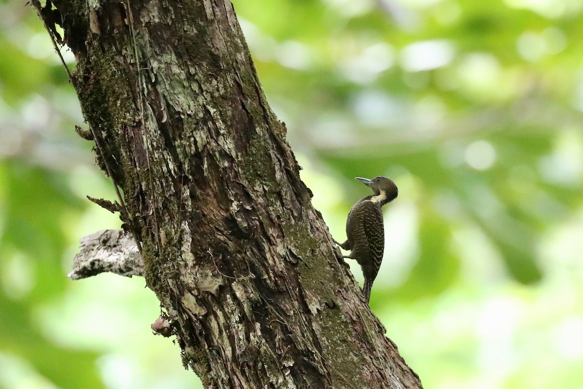 Buff-necked Woodpecker - Ting-Wei (廷維) HUNG (洪)
