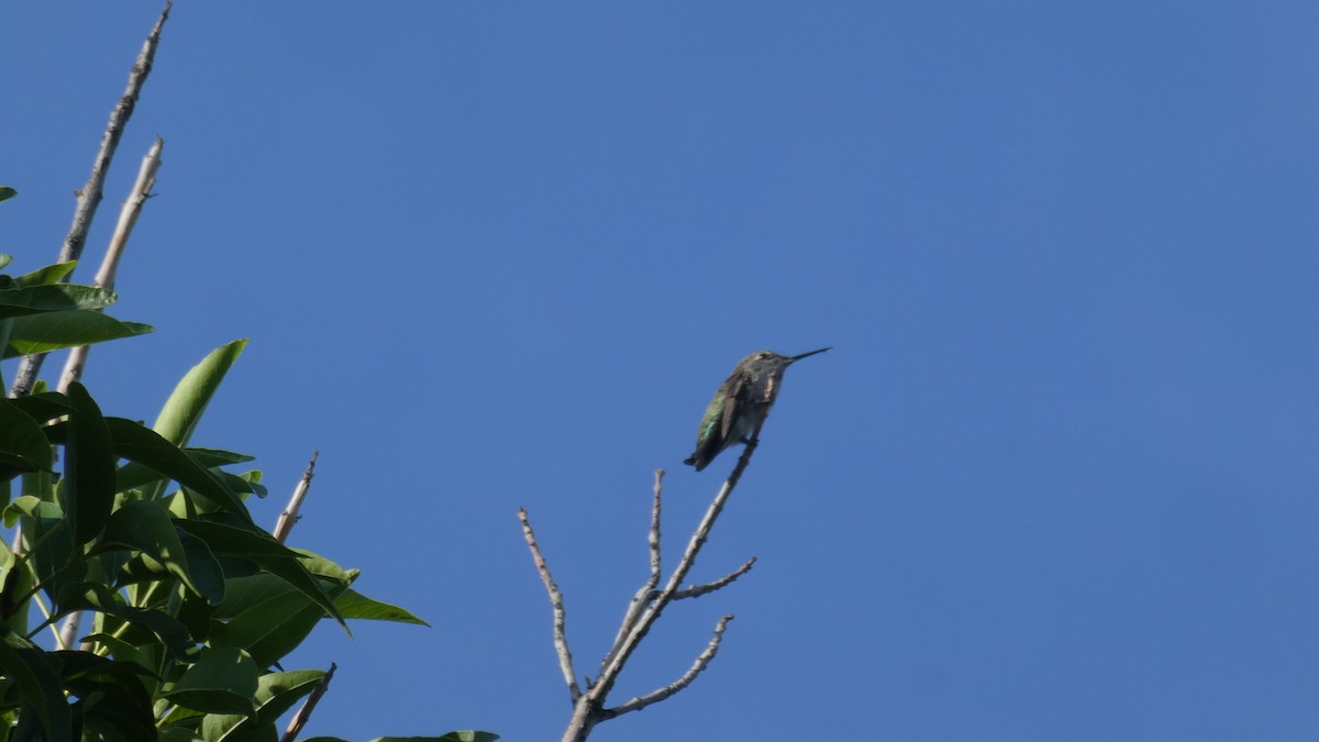 hummingbird sp. - ML171981261