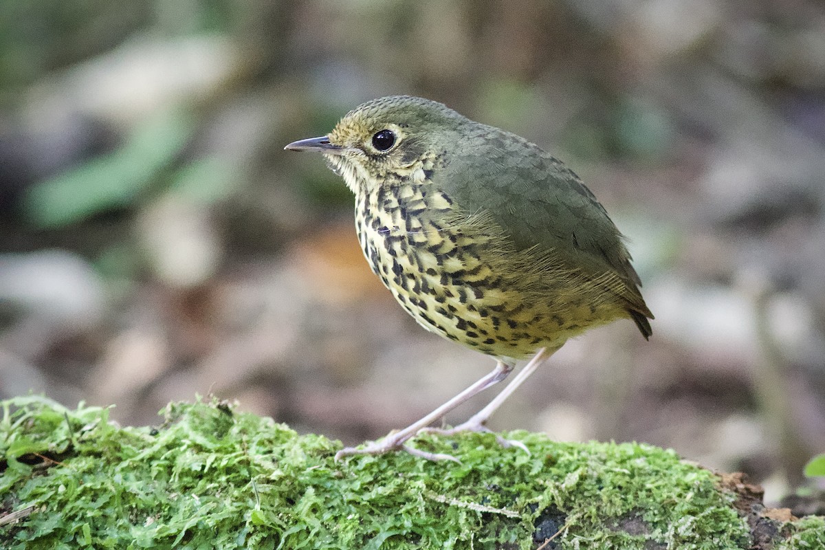 Speckle-breasted Antpitta - ML171983861