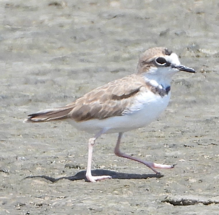 Collared Plover - ML171987831