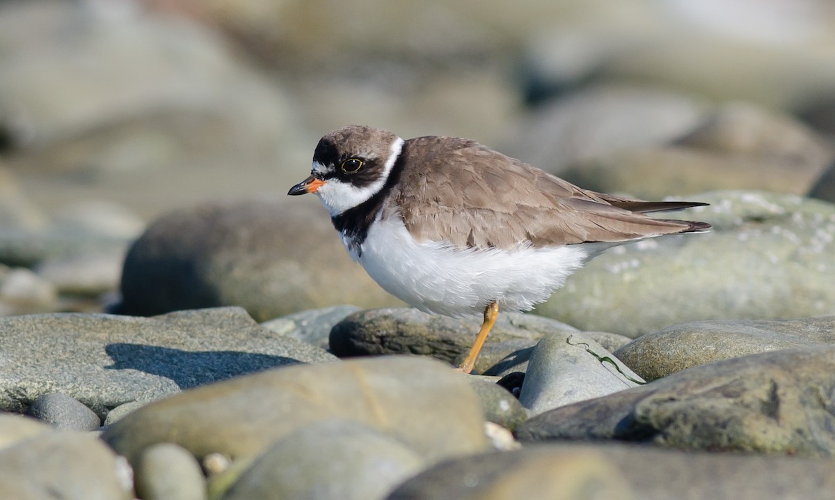 Semipalmated Plover - Alix d'Entremont