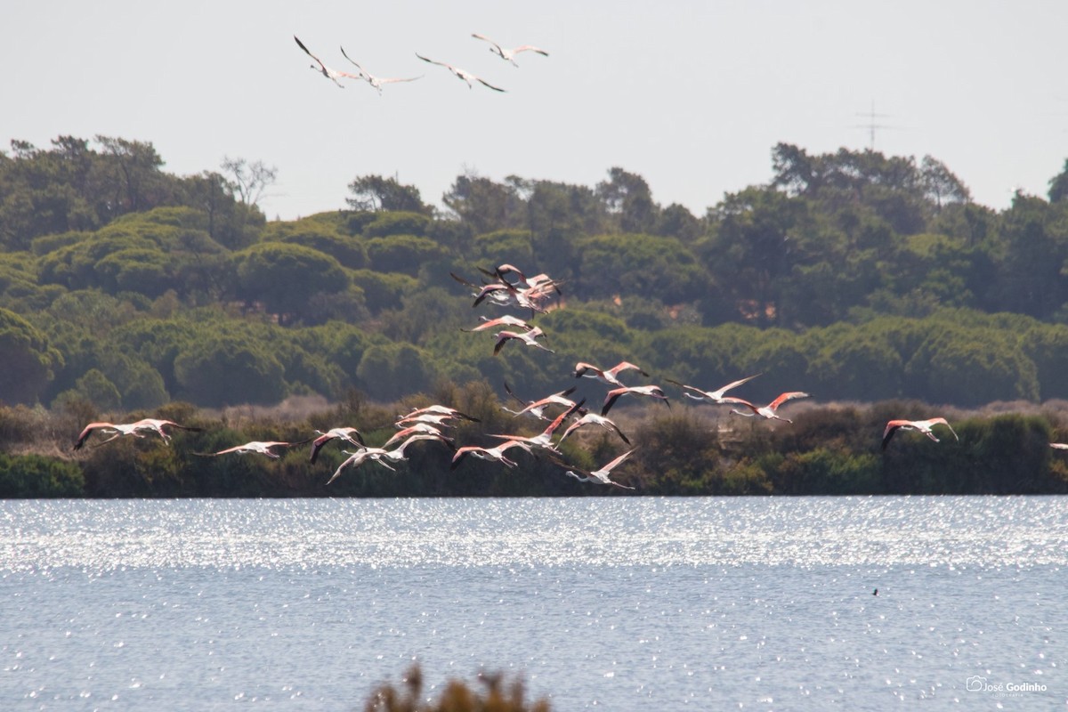 Greater Flamingo - ML171989831