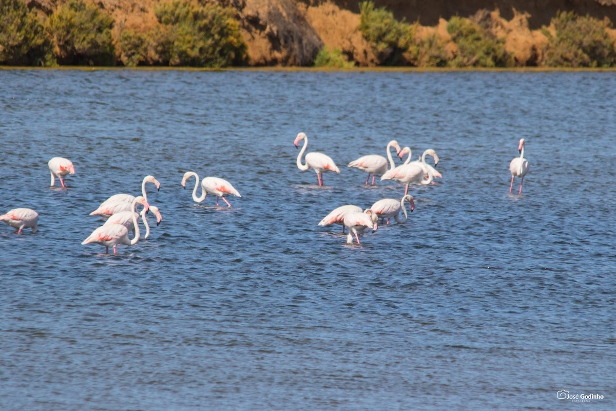 Greater Flamingo - ML171989841