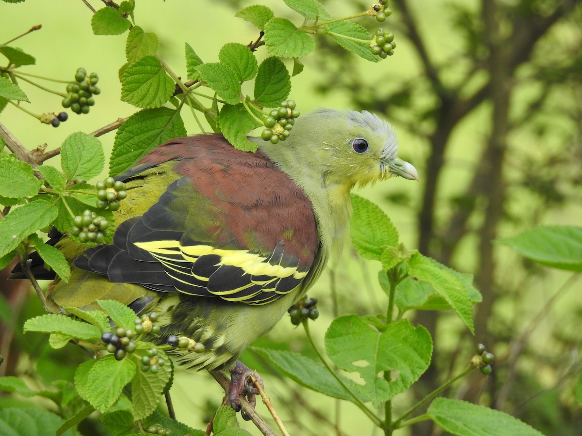 Gray-fronted Green-Pigeon - ML171993281
