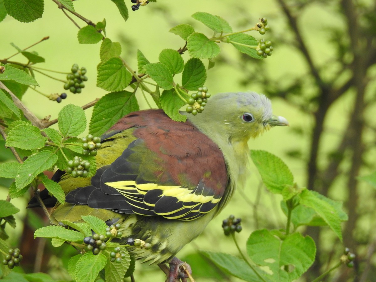 Gray-fronted Green-Pigeon - ML171993291