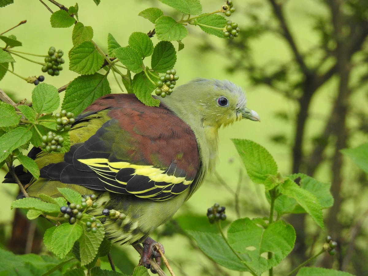 Gray-fronted Green-Pigeon - ML171993301