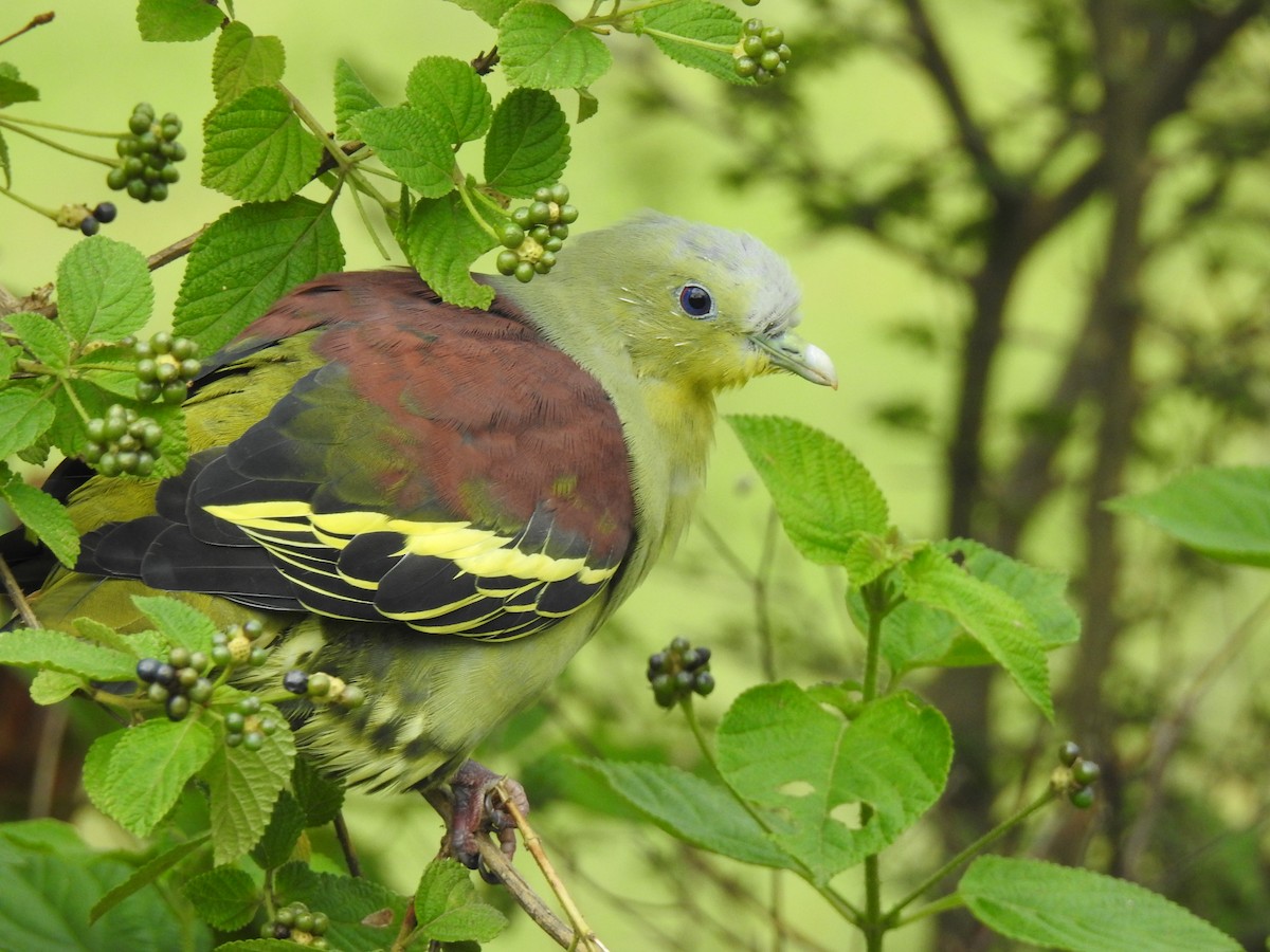 Gray-fronted Green-Pigeon - ML171993321