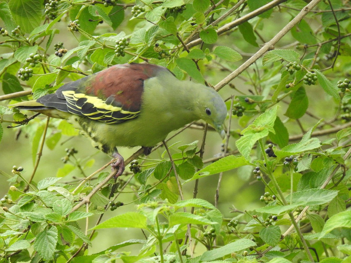 Gray-fronted Green-Pigeon - ML171993331
