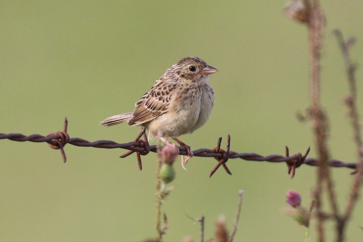 Grasshopper Sparrow - David Carr