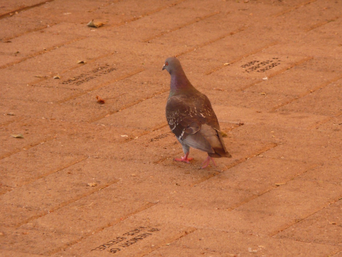 Rock Pigeon (Feral Pigeon) - Michael David