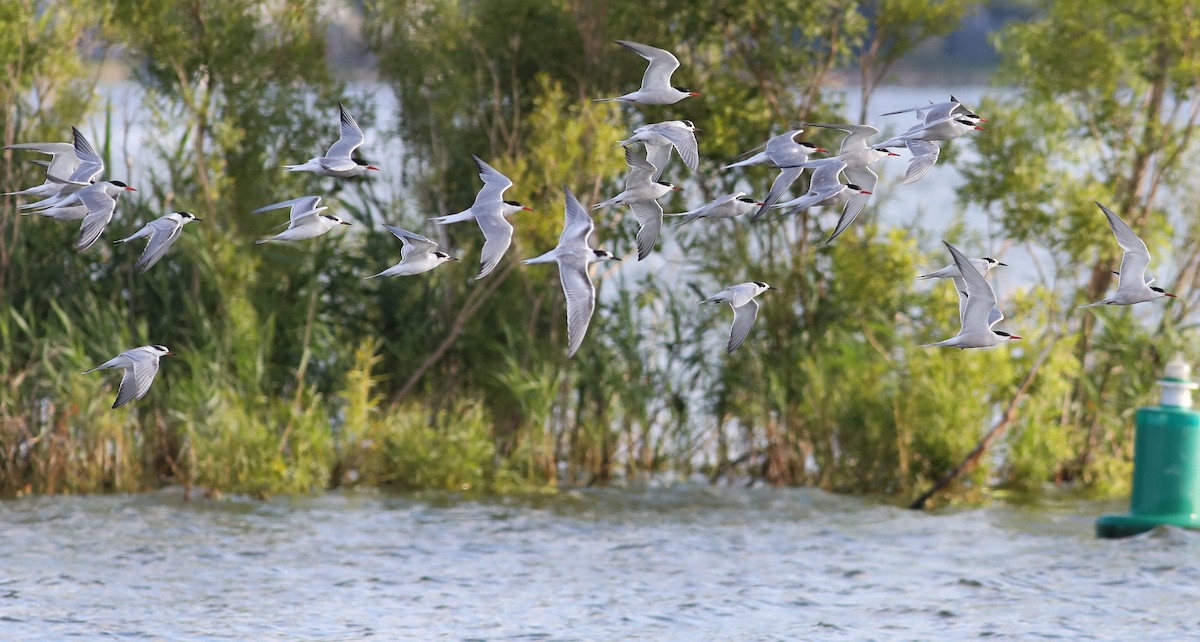 Common Tern - Matthew Brown
