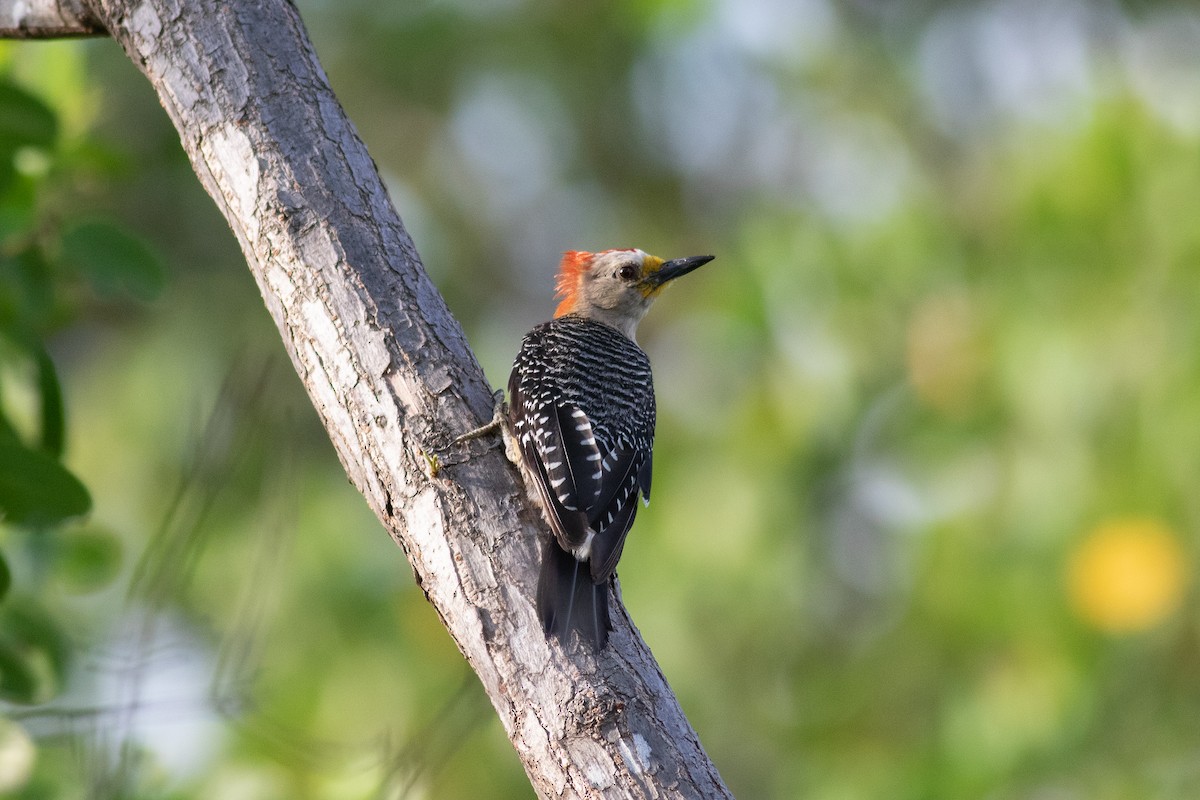 Yucatan Woodpecker - ML171998881