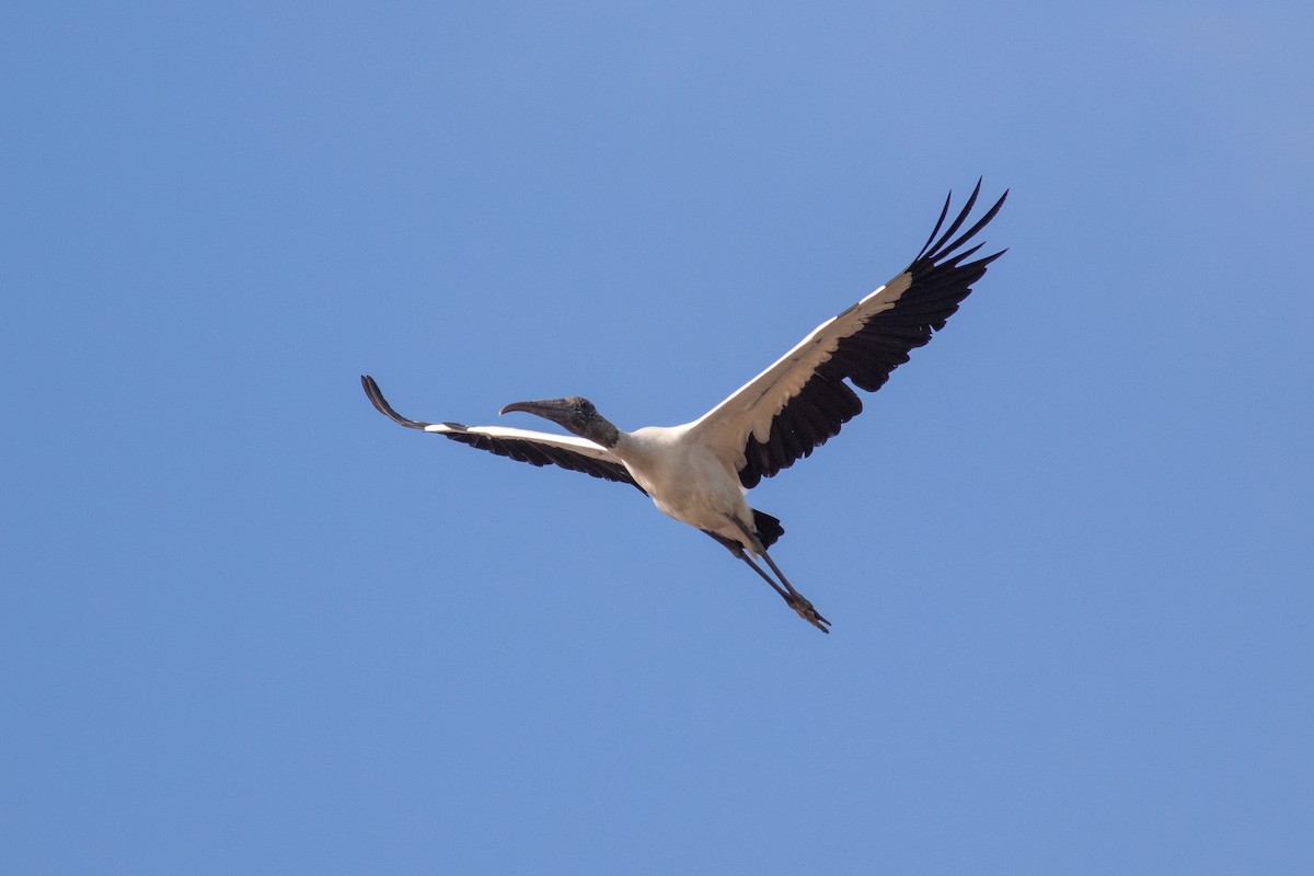 Wood Stork - ML172000531