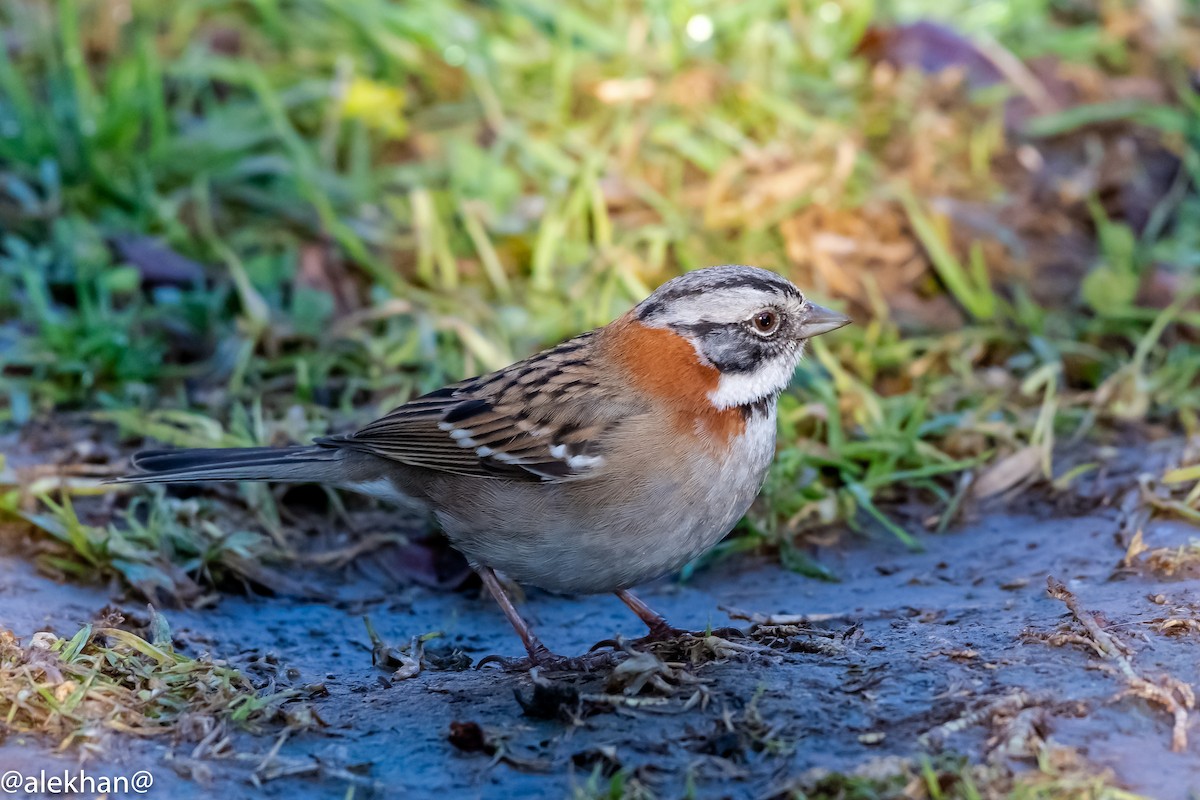 Rufous-collared Sparrow - Eleuterio Ramirez