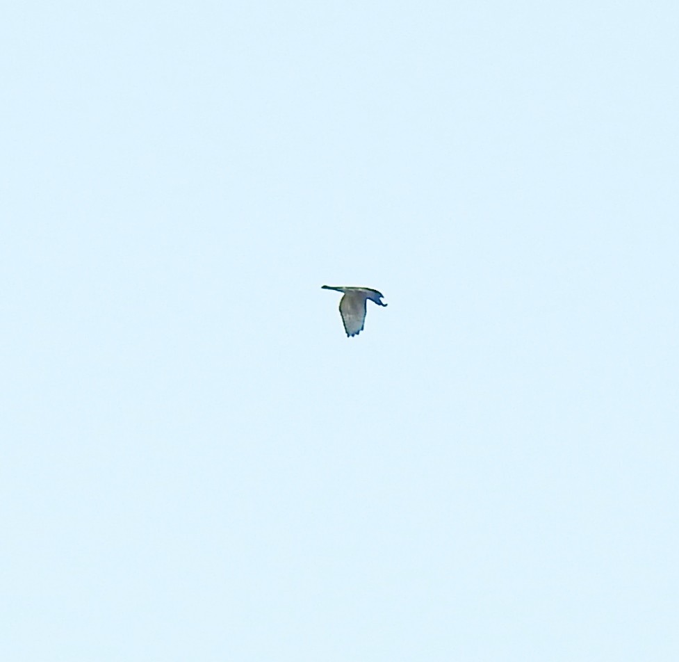 Broad-winged Hawk - alan murray