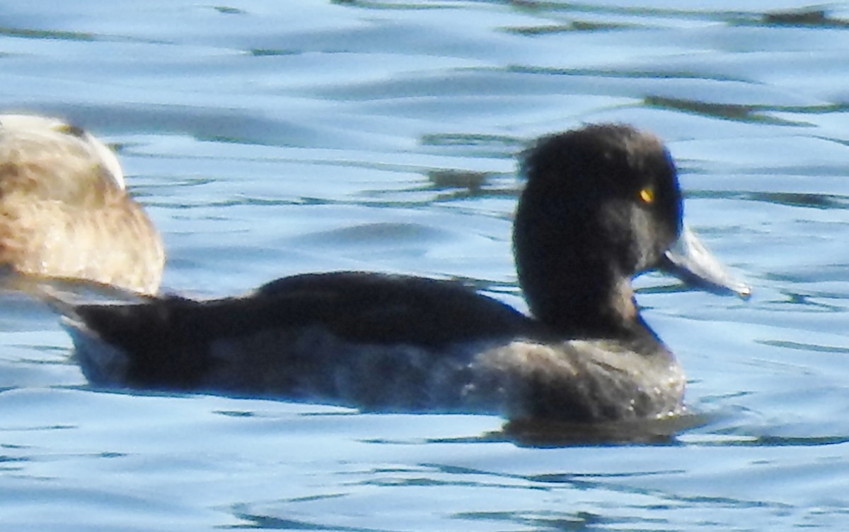 Tufted Duck - ML172005841