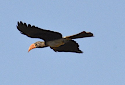 Crowned Hornbill - Andrew Mack