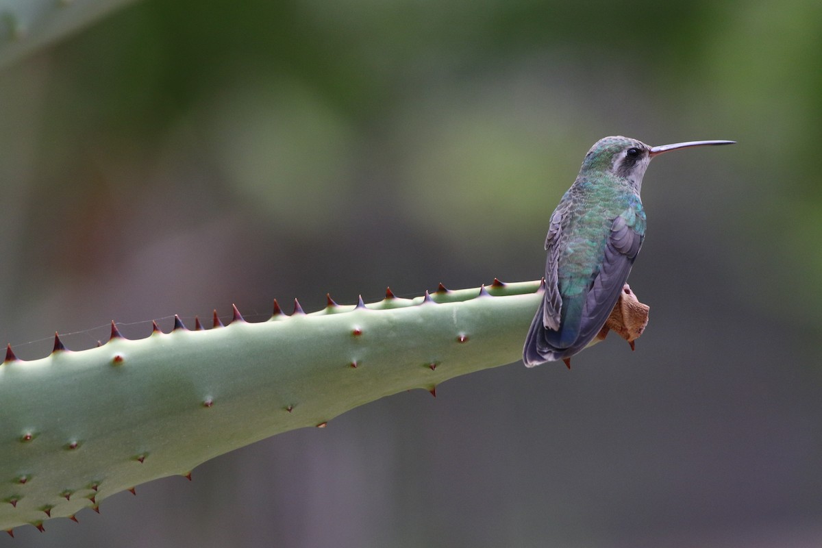 Broad-billed Hummingbird - Don Brode