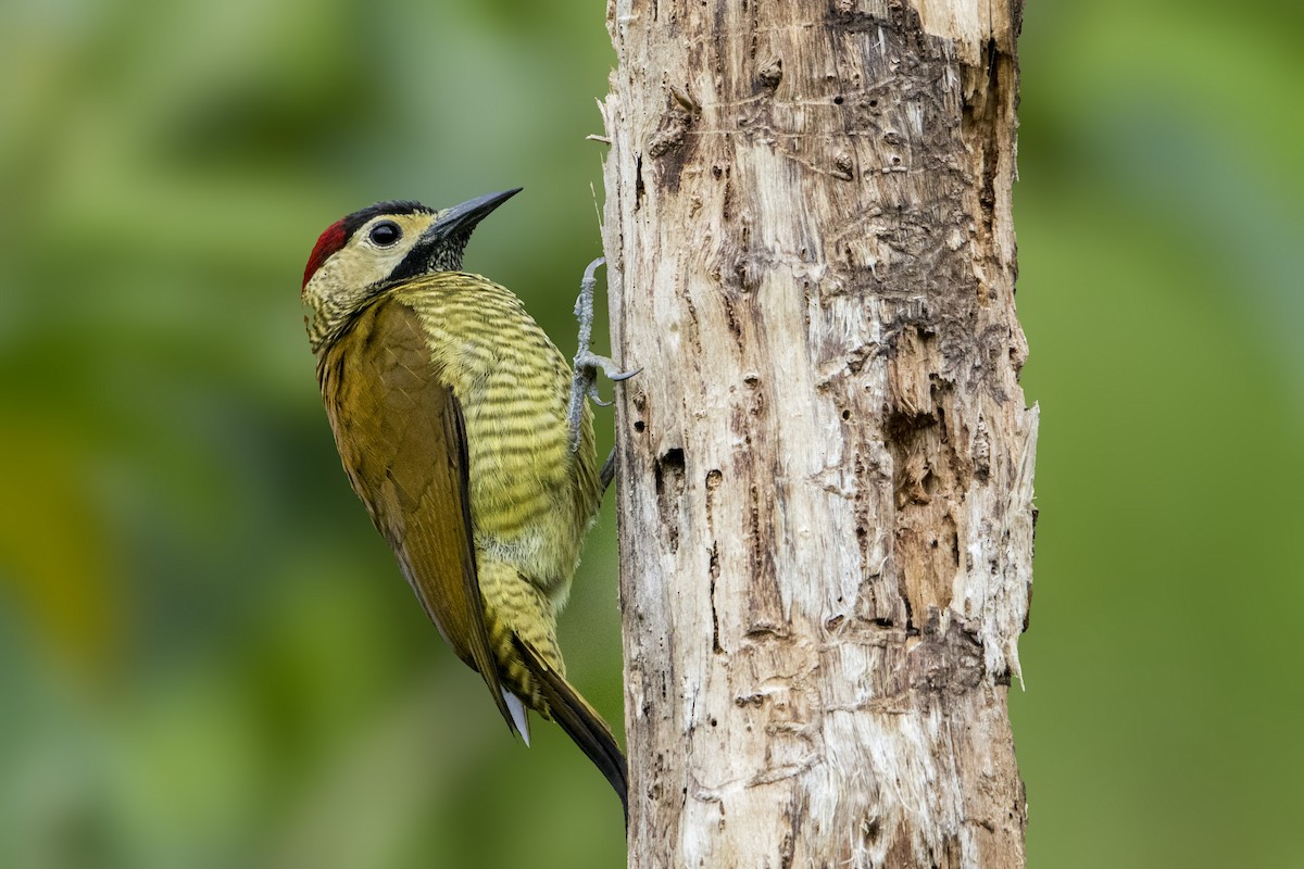 Golden-olive Woodpecker - Bradley Hacker 🦜
