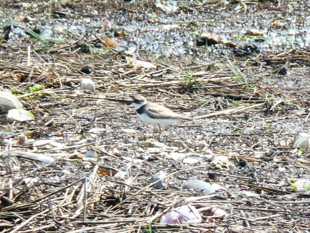 Semipalmated Plover - ML172027981