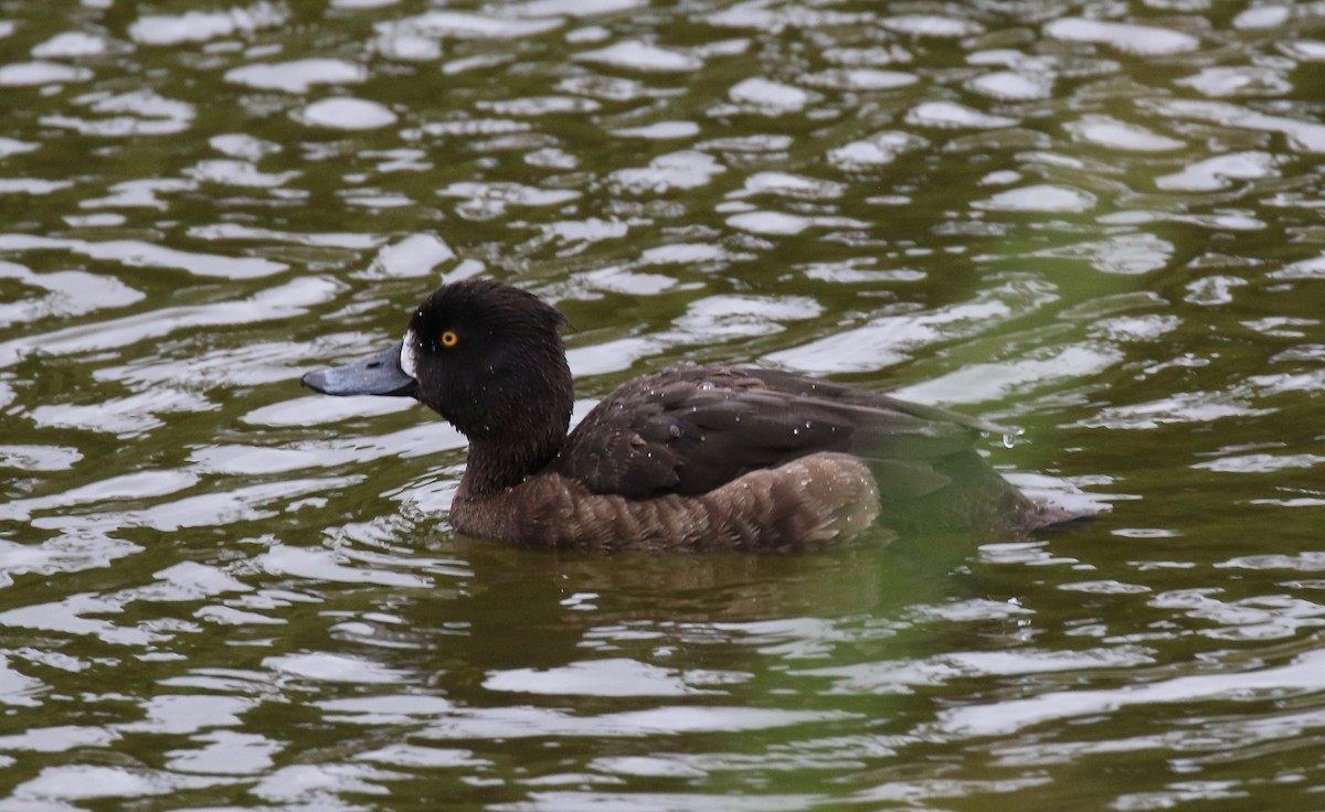 Tufted Duck - ML172037701