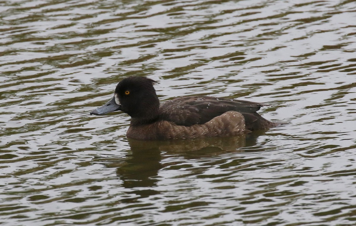 Tufted Duck - ML172037721