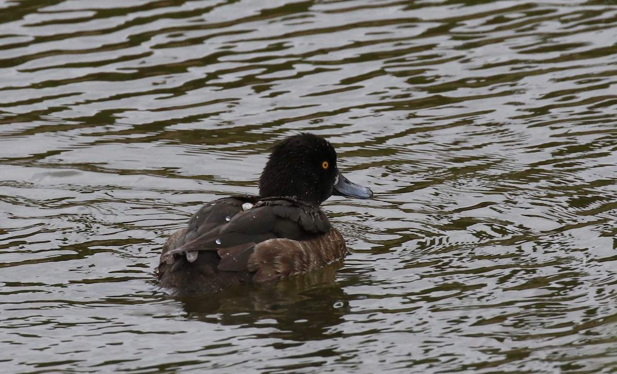 Tufted Duck - ML172037741