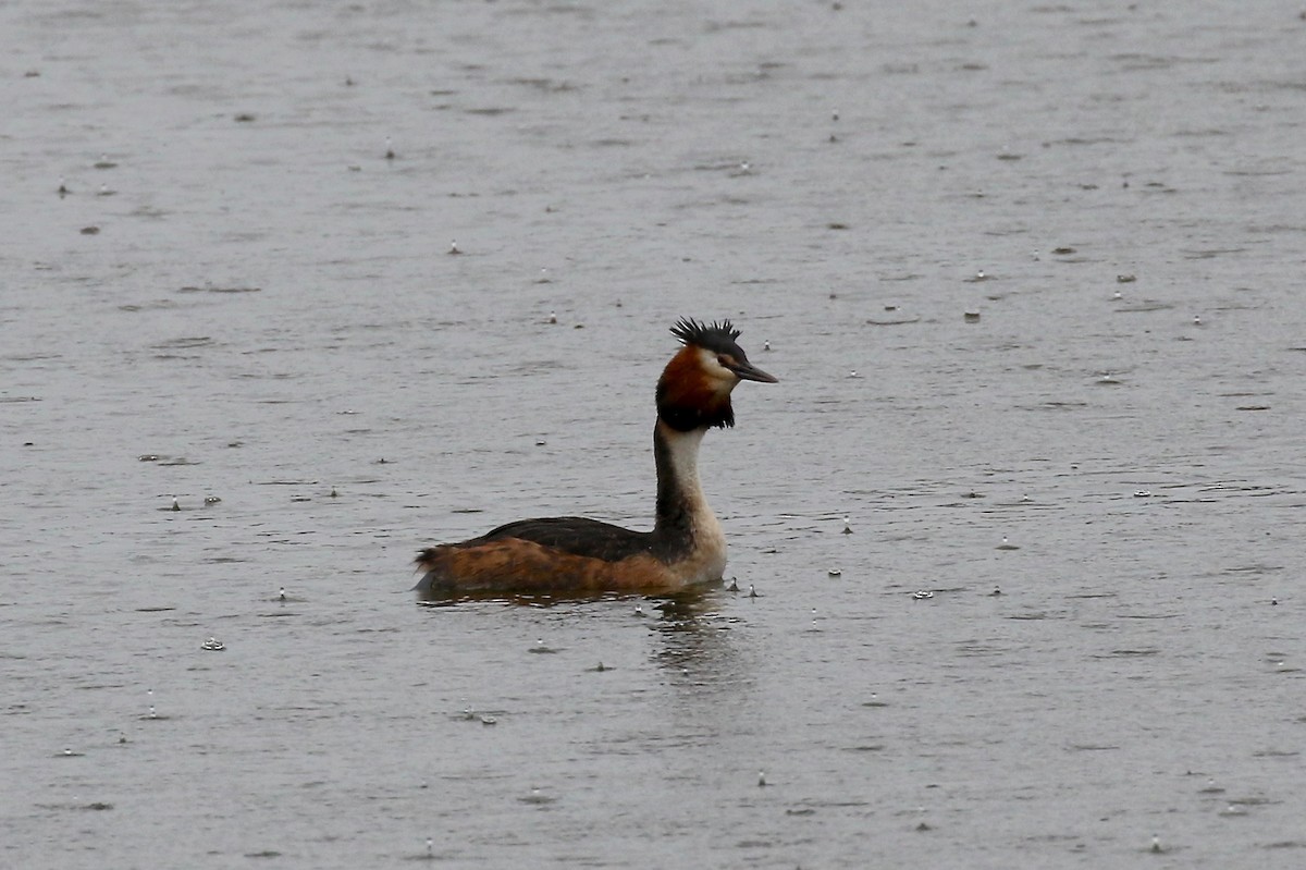Great Crested Grebe - ML172038281