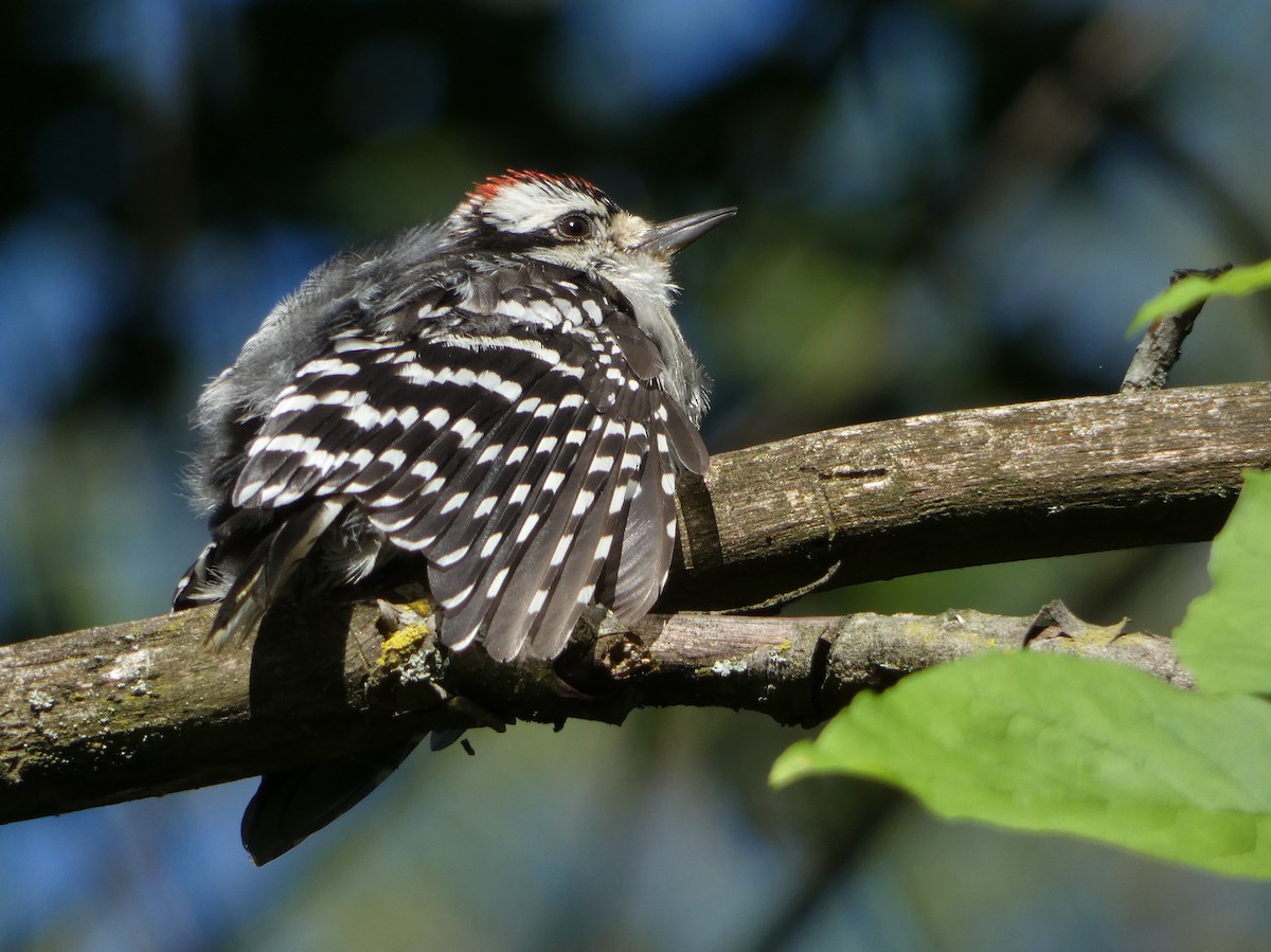 Downy Woodpecker - ML172039601
