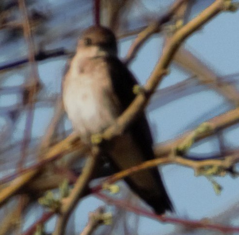 Northern Rough-winged Swallow - Sara Danta