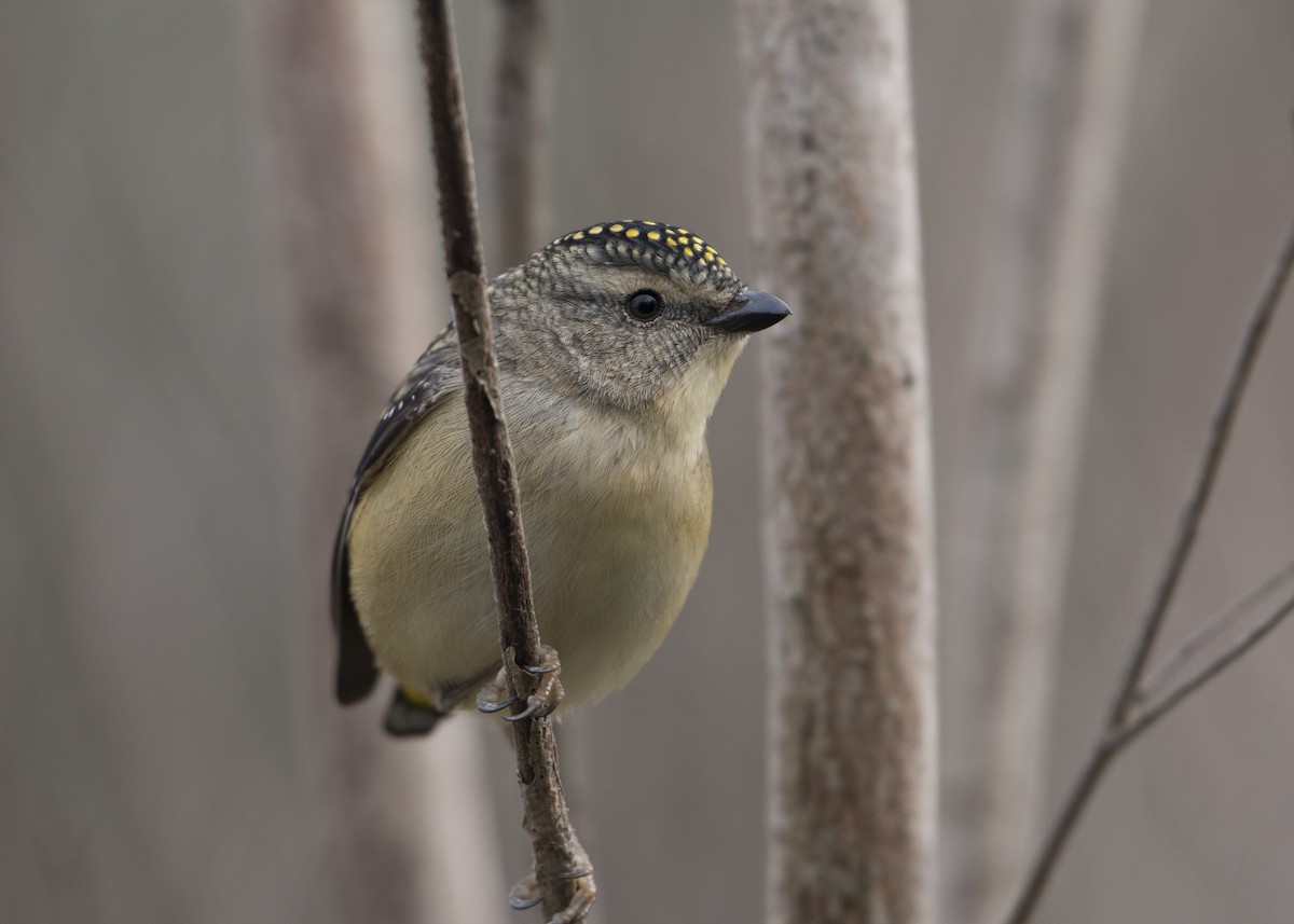 Spotted Pardalote (Spotted) - ML172041731