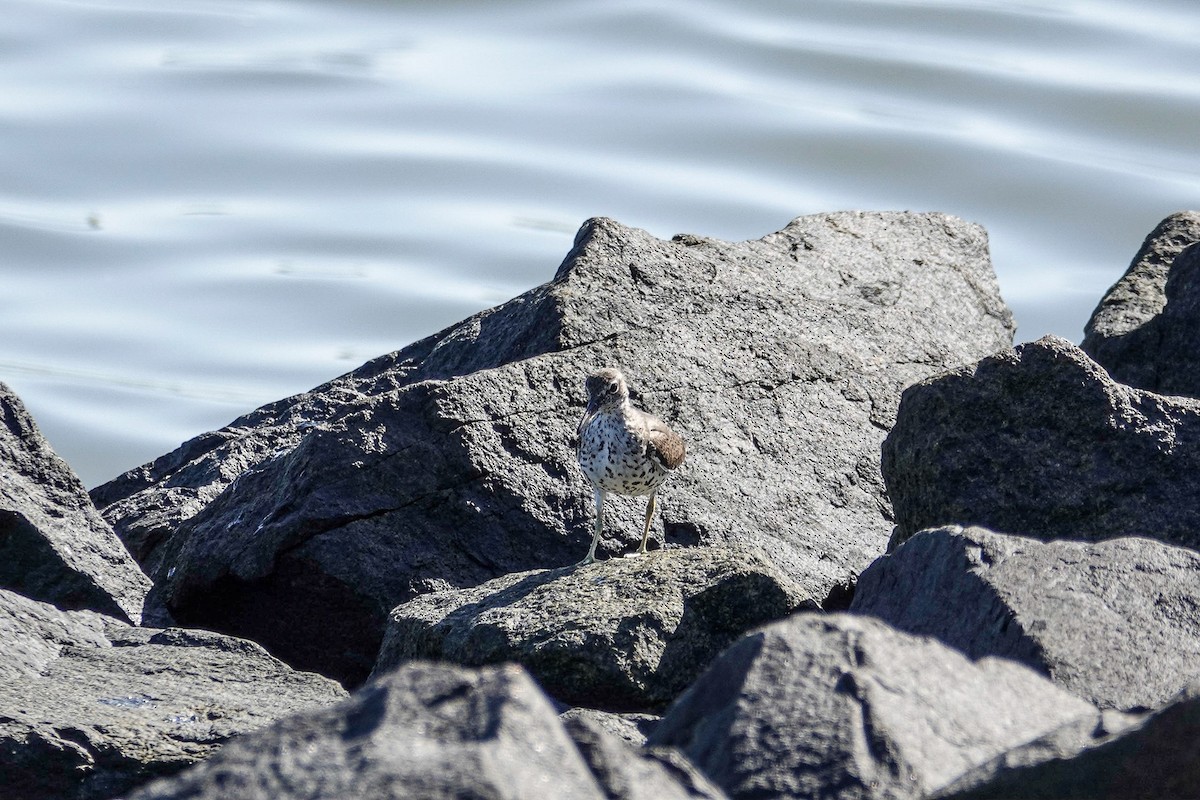 Spotted Sandpiper - Cathy Wooster