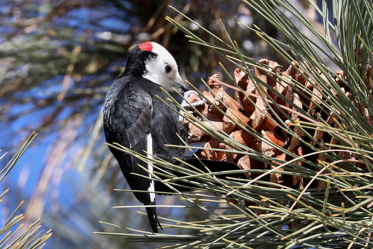 White-headed Woodpecker - Peter Kyne