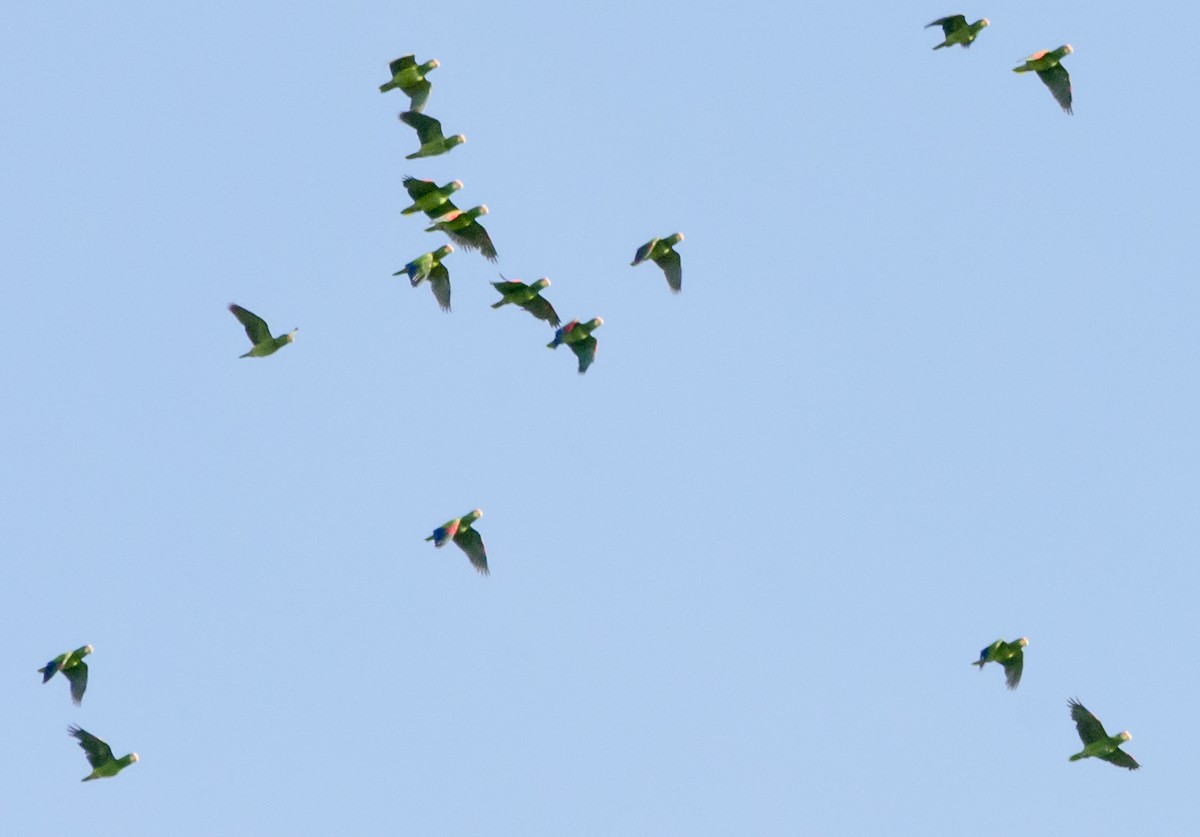 White-fronted Parrot - ML172048611