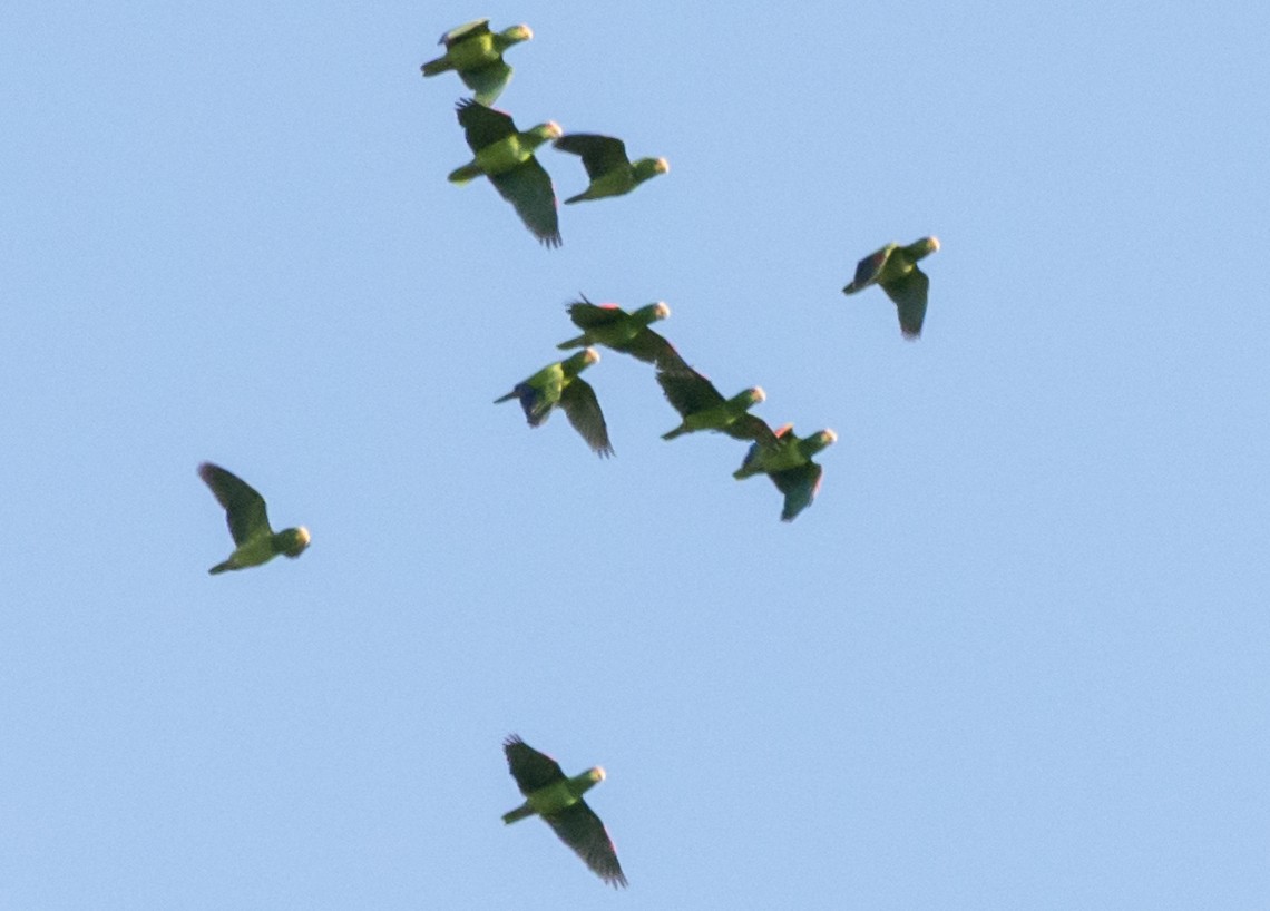 White-fronted Parrot - ML172048621